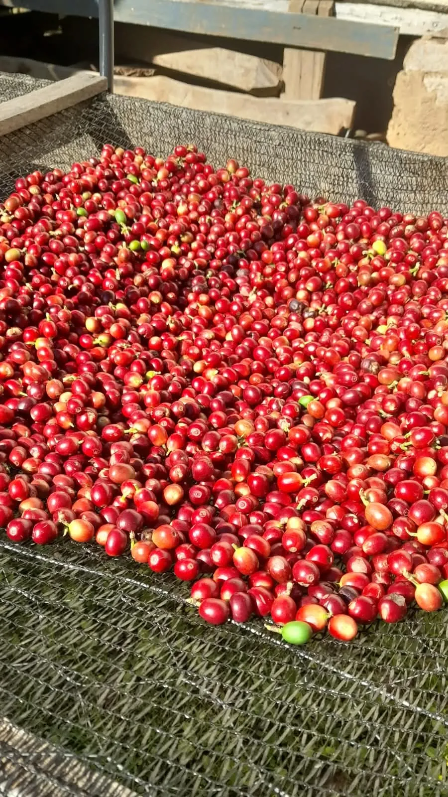 Cerejas de café vermelhas secando ao sol em tela suspensa